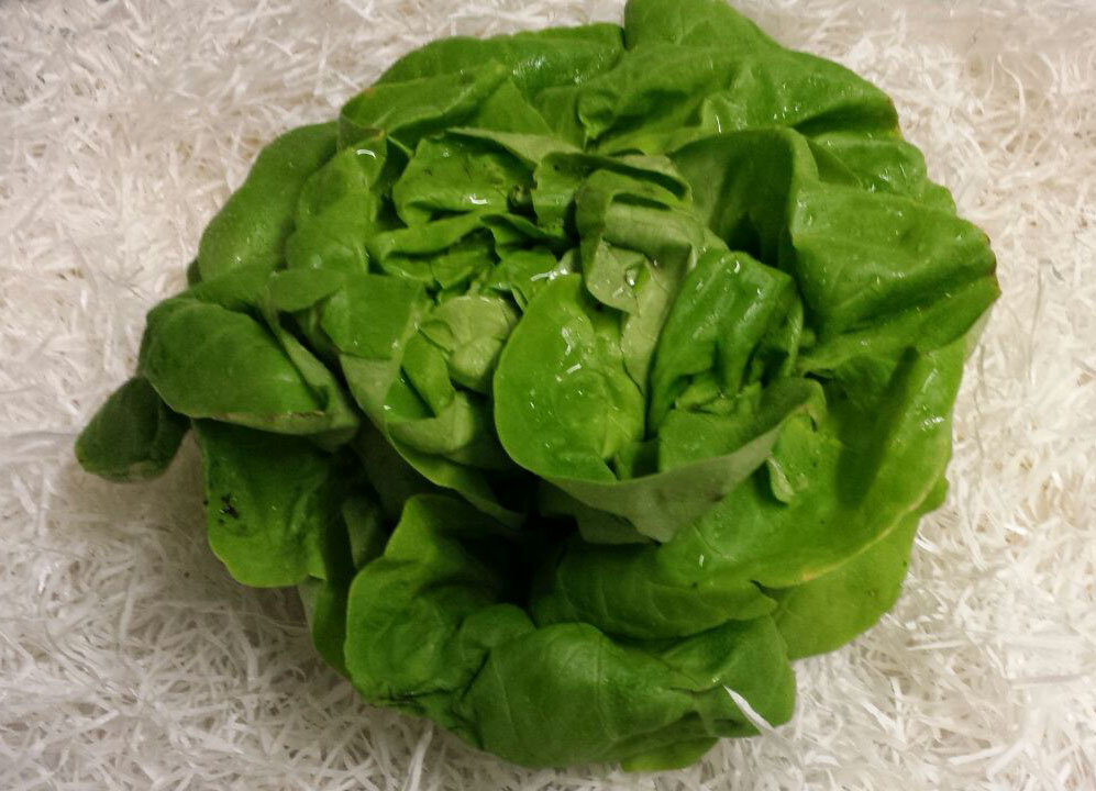 butter lettuce,butterchurner butter lettuce
