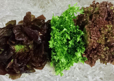 Mixed Lettuce