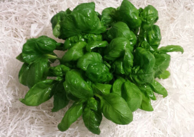 Basil