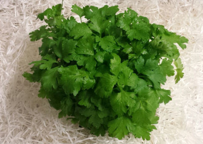 Leaf Parsley