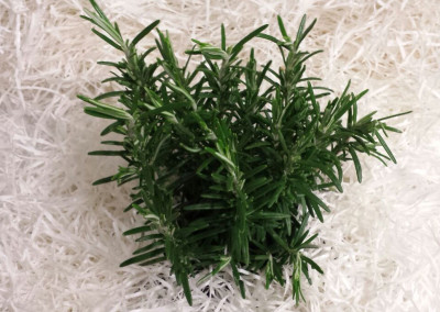 Rosemary