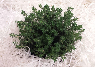 Thyme